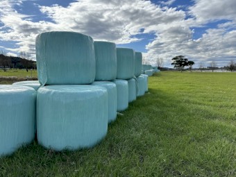 Fresh Silage