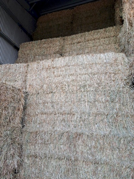 200mt Wheaten or Lucerne Hay 8x4x3 Bales