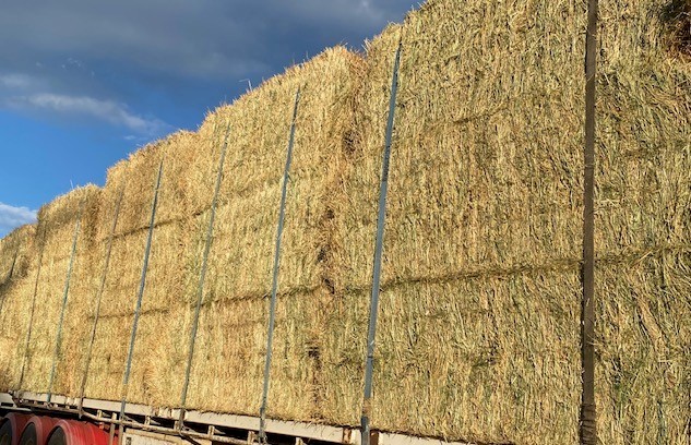 Rye grass hay squares 8X4X3 shedded