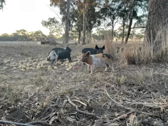 Rare breed piglets for sale