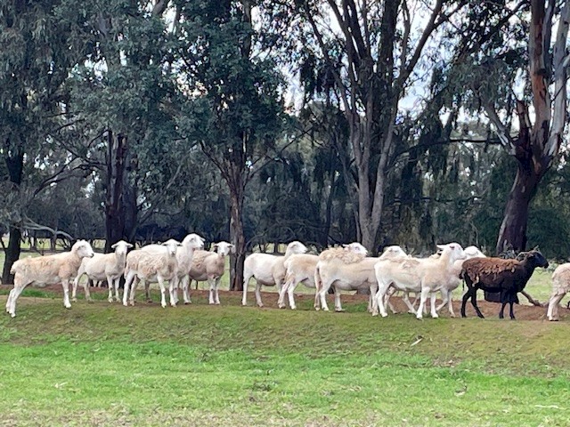 47 Australian White Ewes 