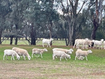 47 Australian White Ewes 