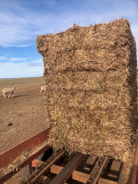200mt Vetch Hay 600kg 8x4x3 Bales