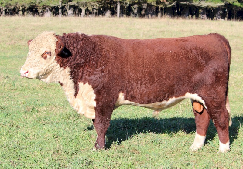 Stud Poll Hereford Bull