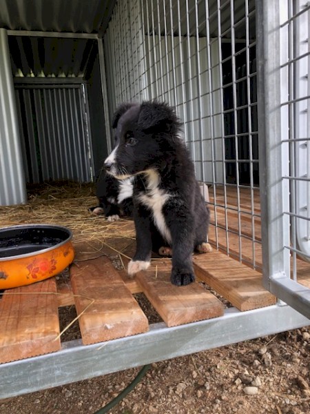 Border Collie Puppy for Sale - Male