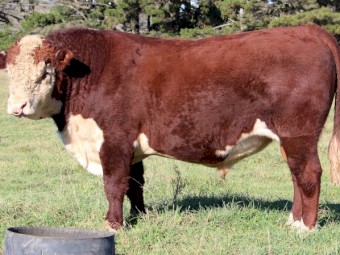 Poll Hereford Stud Bull