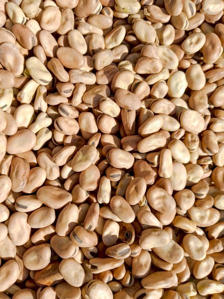 120 mt Amberley Faba Beans