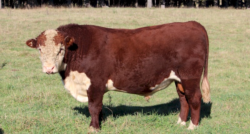 Poll Hereford Stud Bull