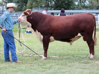 Poll Hereford Stud Bull