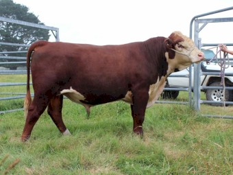Poll Hereford Stud Bull