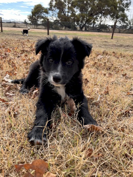 Working pup 