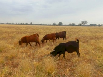 Kalahari Red bucks