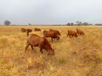 Kalahari Red bucks