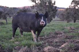 WANTED Berkshire Pigs