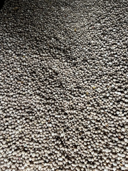 26mt Narrowleaf Lupins