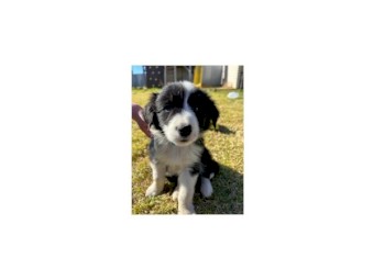 Working Pure Bred Border Collie