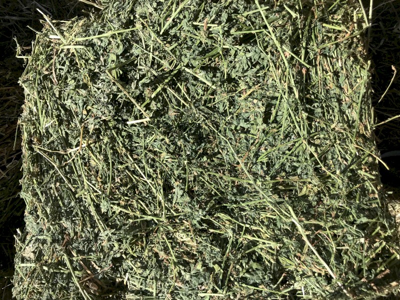 Prime Lucerne Small Squares - Equine Quality