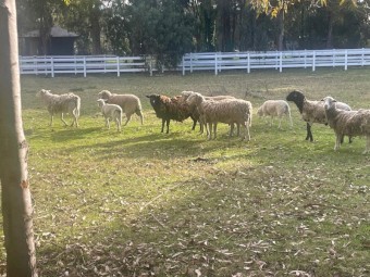 DORPER SHEEP FOR SALE