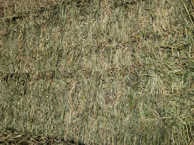 4th cut Lucerne 