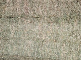4th cut Lucerne 