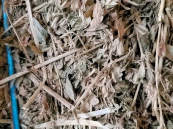 4th cut Lucerne 