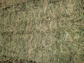 4th cut Lucerne 