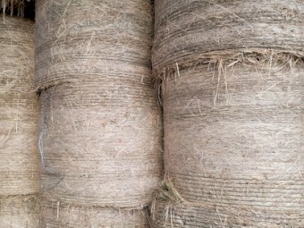 Millet rolls