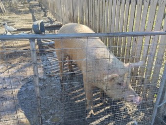 Landrace Bore 2yrs