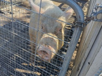 Landrace Bore 2yrs