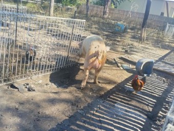 Landrace Bore 2yrs