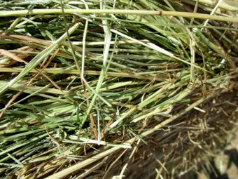Ryegrass Hay