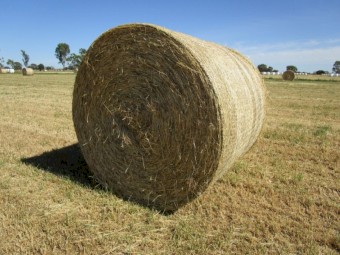 Ryegrass Hay