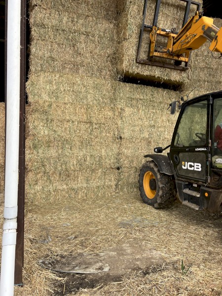 Barley Hay Top Quality
