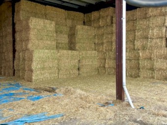 Barley Hay Top Quality