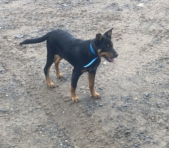Kelpie Pup