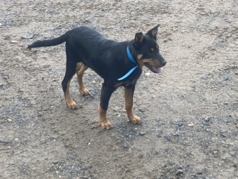 Kelpie Pup