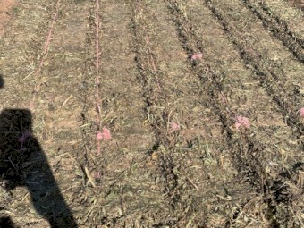 200mt Vetch Hay 8x4x3 Bales