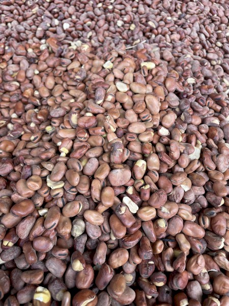 27mt Faba Beans
