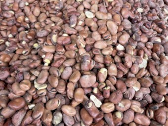 27mt Faba Beans