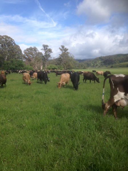 Dairy Herd