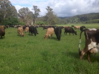 Dairy Herd