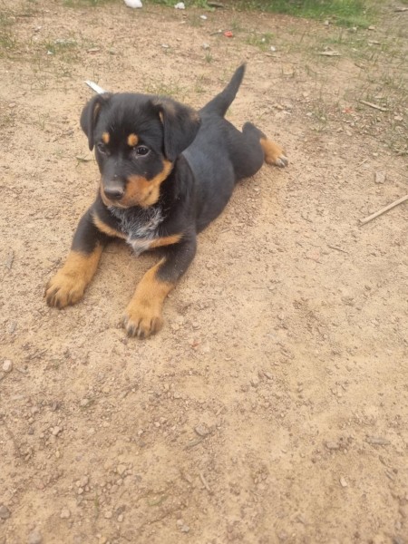 Blue heeler cross kelpie puppies