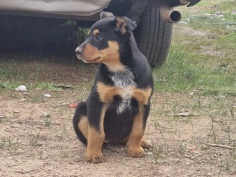 Blue heeler cross kelpie puppies