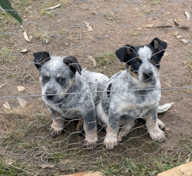Blue heeler cross kelpie puppies