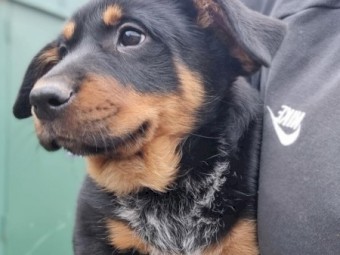 Blue heeler cross kelpie puppies