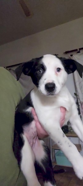 Koolie pups
