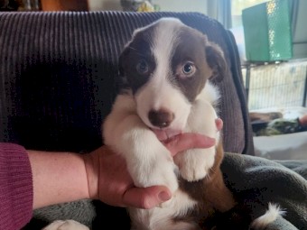 Koolie pups