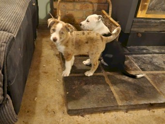 Koolie pups