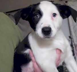 Koolie pups