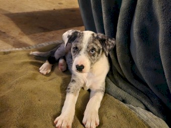 Koolie pups